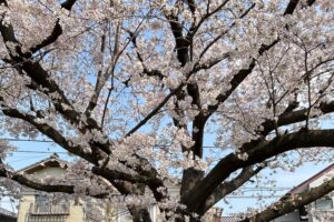 今年も満開です！！