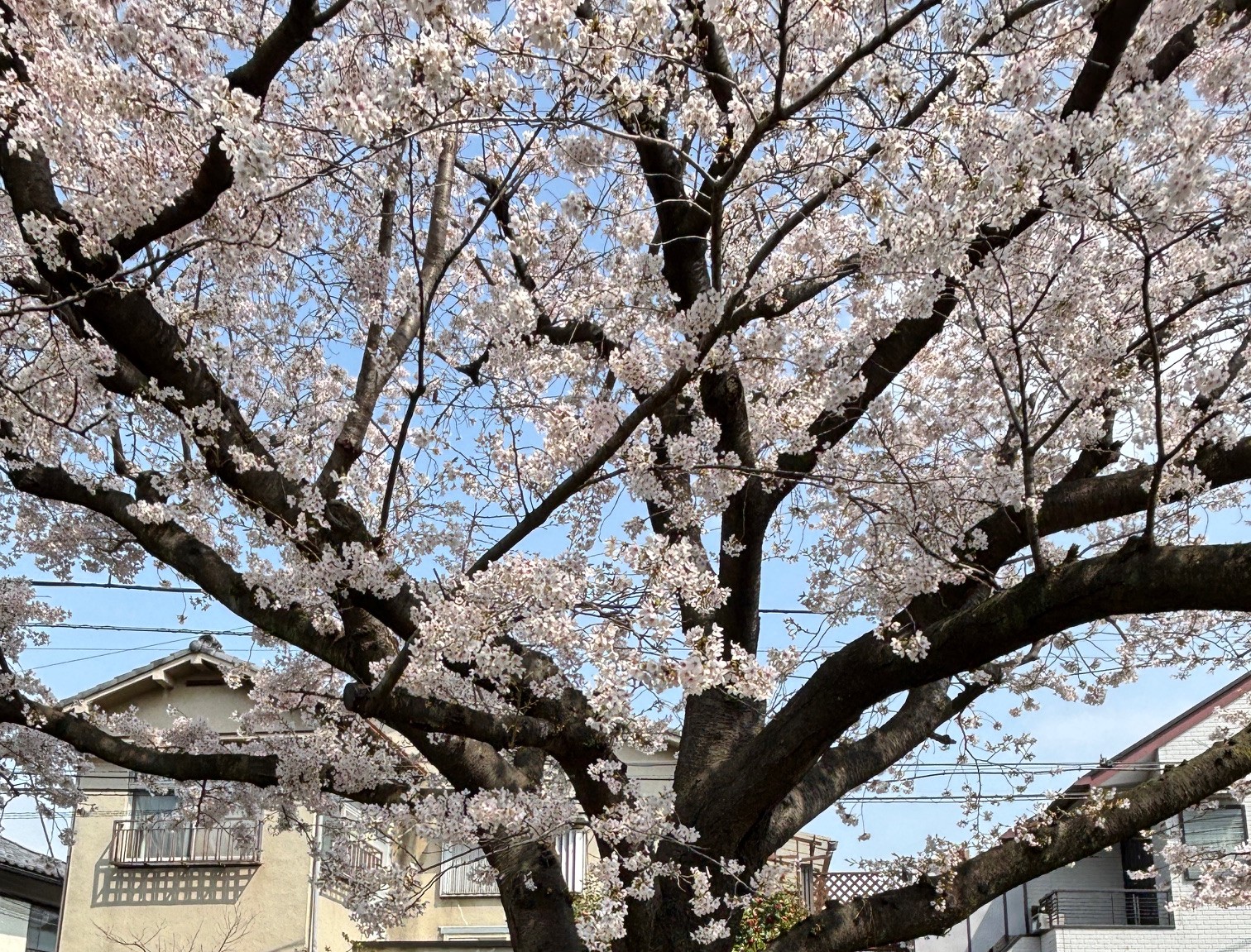 今年も満開です！！